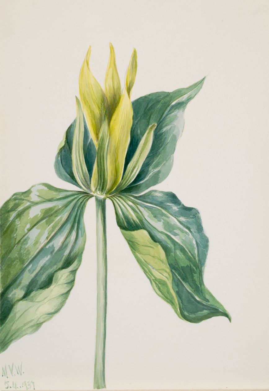 Wake-Robin Trillium Underwoodii, 1937. de Mary Vaux Walcott