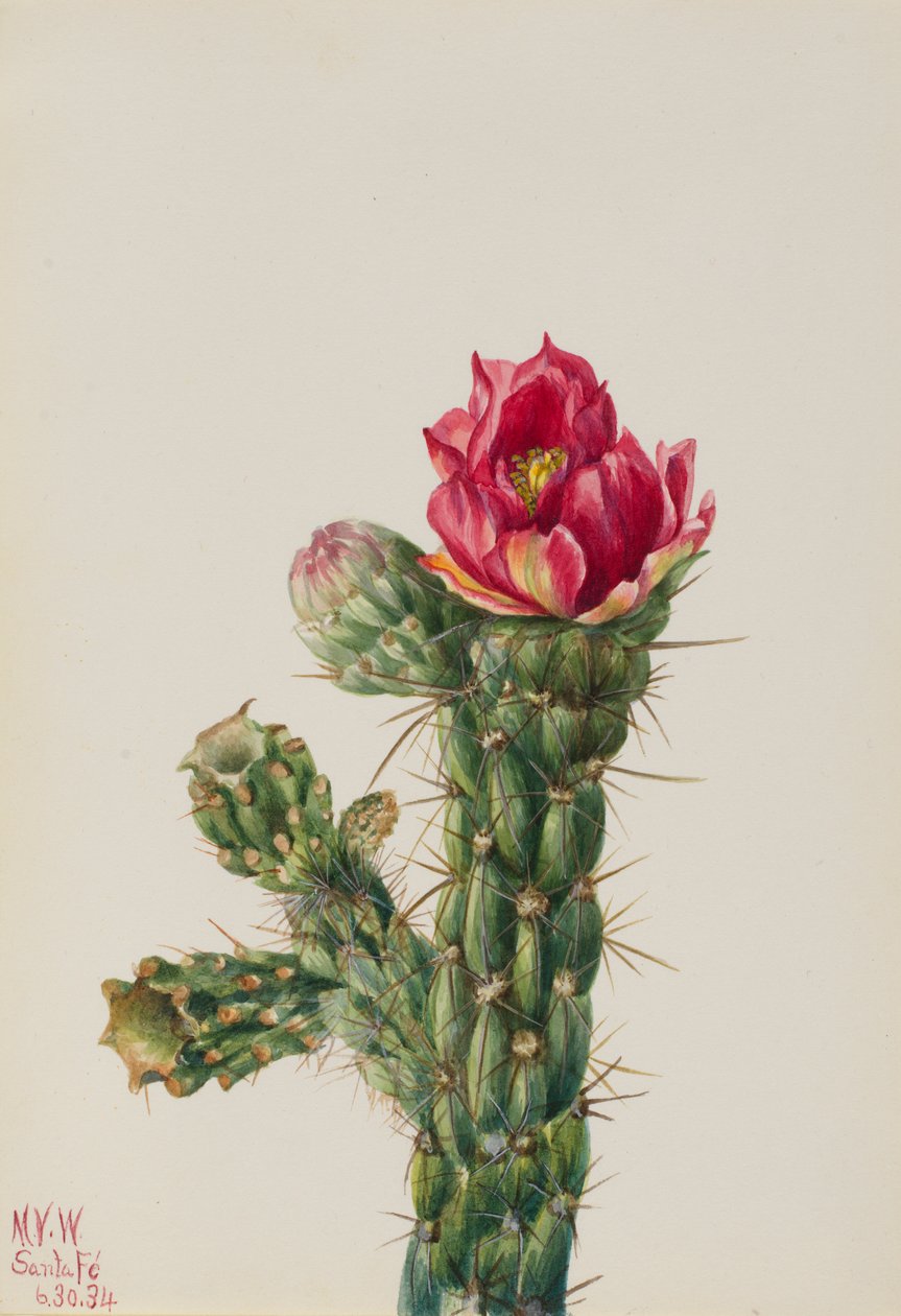 Cholla de pau a pique (Opuntia imbricata) de Mary Vaux Walcott
