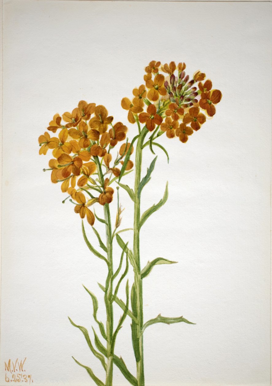 Flor de parede (Erysimum wheeleri) de Mary Vaux Walcott