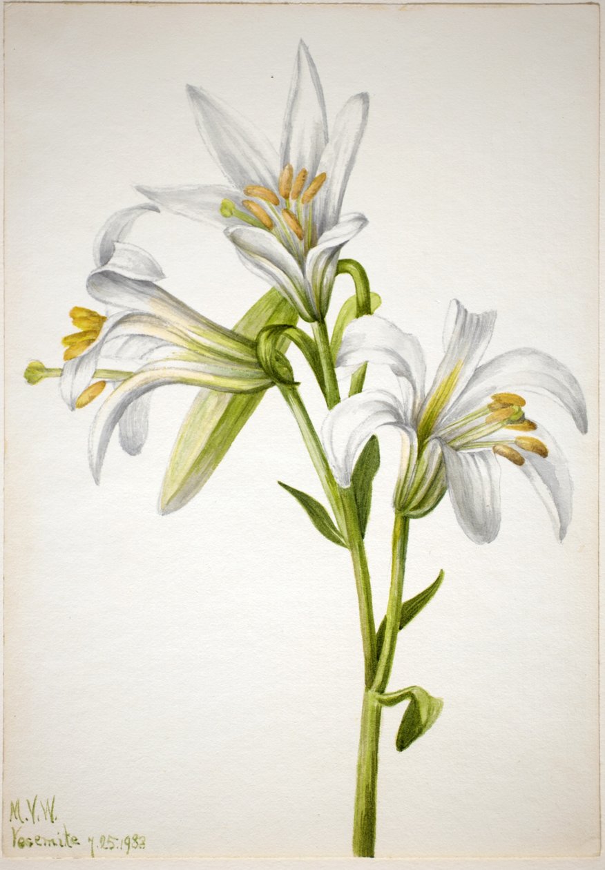 Lírio de Washington (Lilium washingtonianum) de Mary Vaux Walcott
