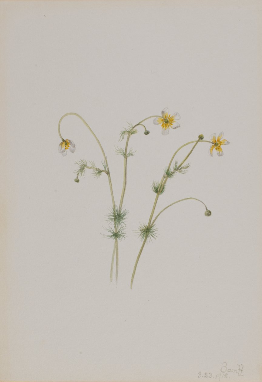 Batrachium trichophyllum de pés-de-cabra, 1918. de Mary Vaux Walcott