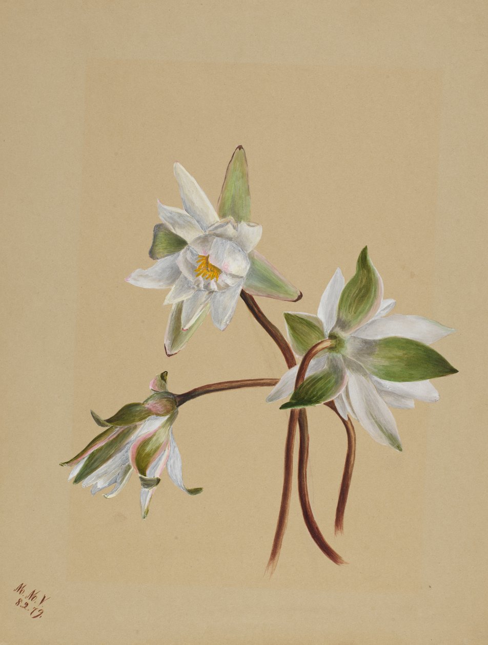 Water Lilies Castalia odorata, 1879. de Mary Vaux Walcott