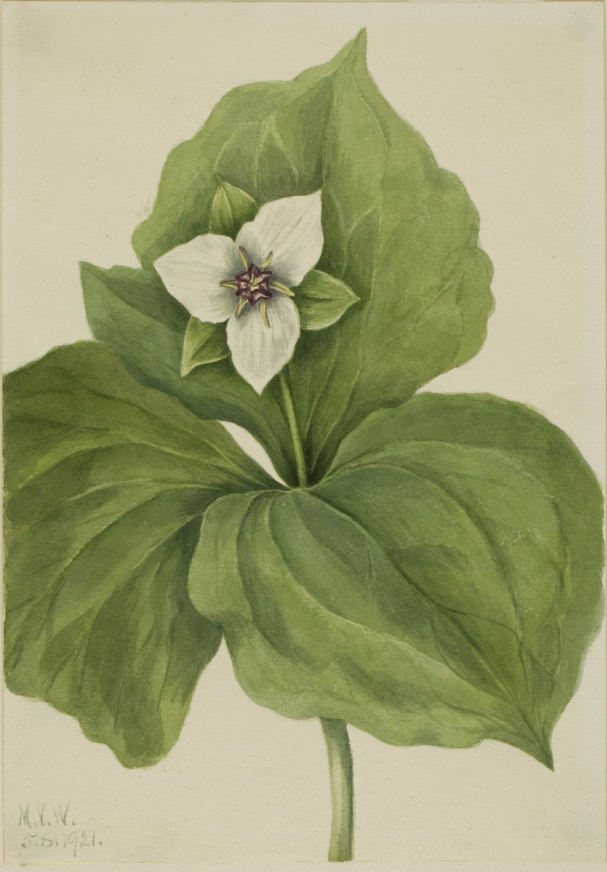 Wax Trillium (álbum dos Trillium) de Mary Vaux Walcott