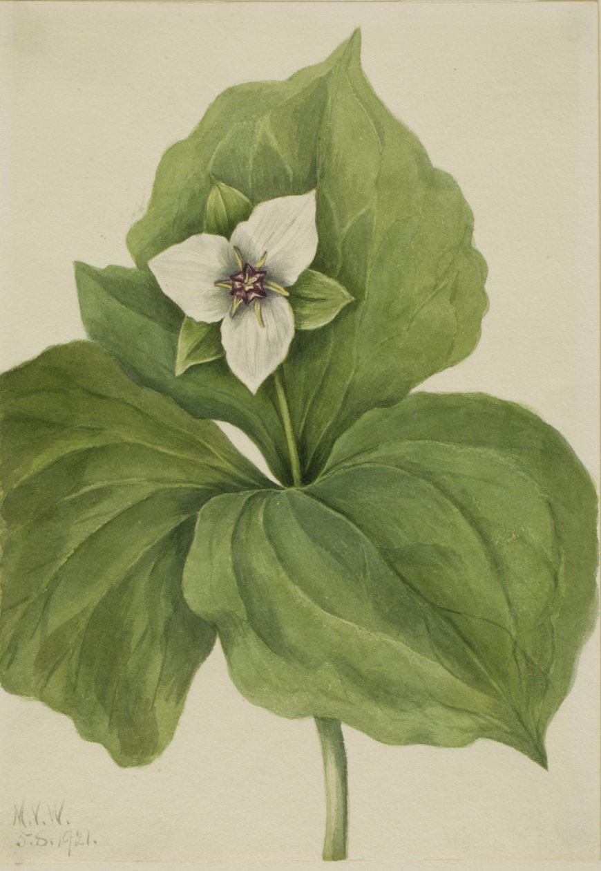 Álbum Wax Trillium Trillium, 1921. de Mary Vaux Walcott