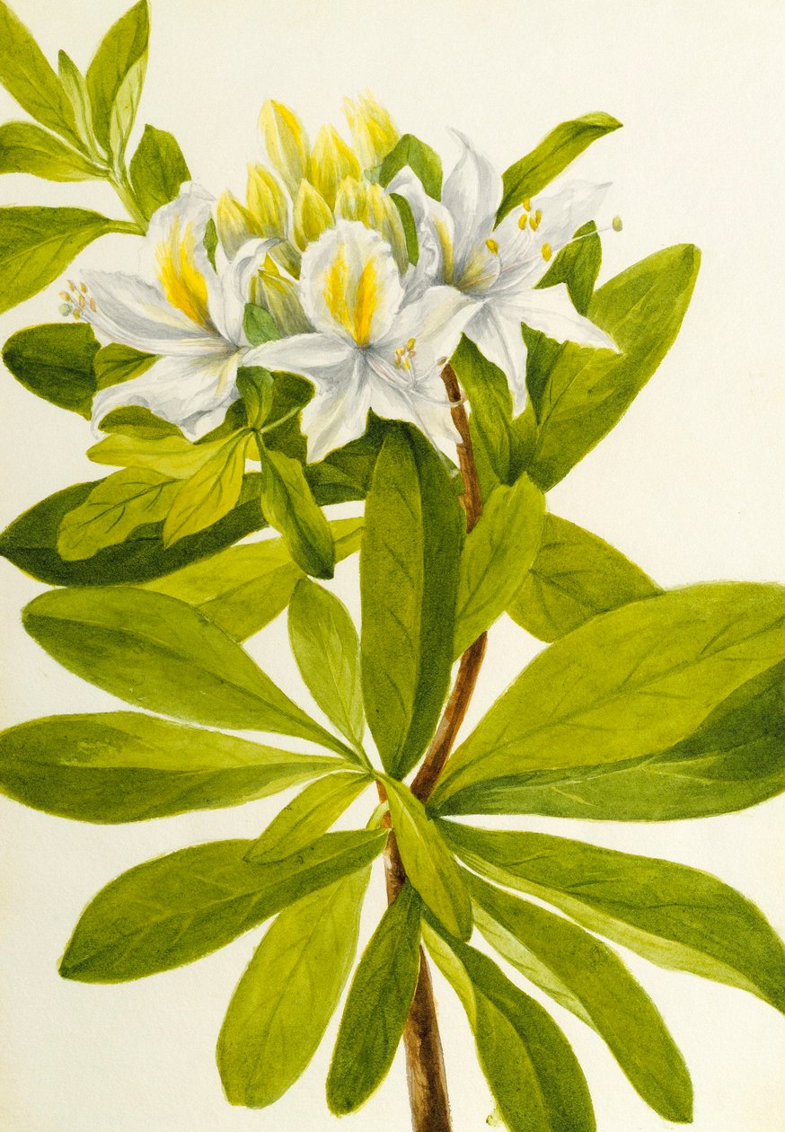Azálea ocidental (Rhododendron occidentale) de Mary Vaux Walcott