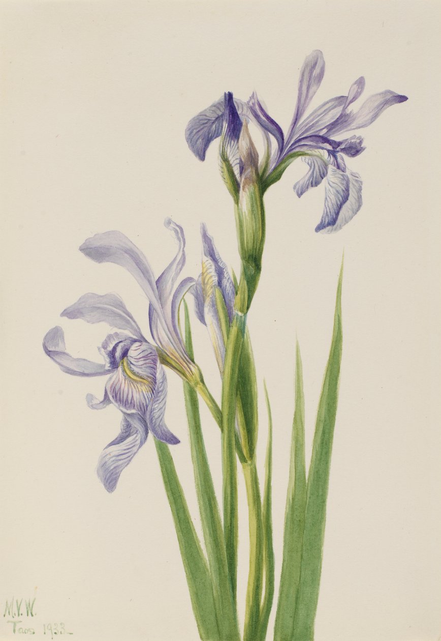 Bandeira Azul do Oeste (Iris missouriensis) de Mary Vaux Walcott