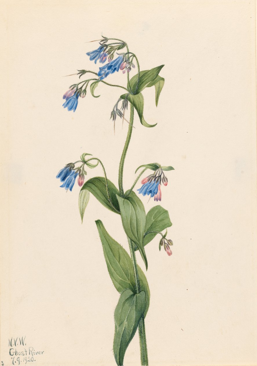 Campainhas do Oeste (Mertensia paniculata) de Mary Vaux Walcott