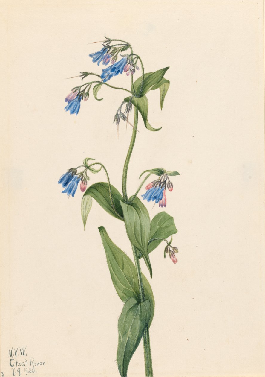 Western Bluebells Mertensia paniculata, 1920. de Mary Vaux Walcott