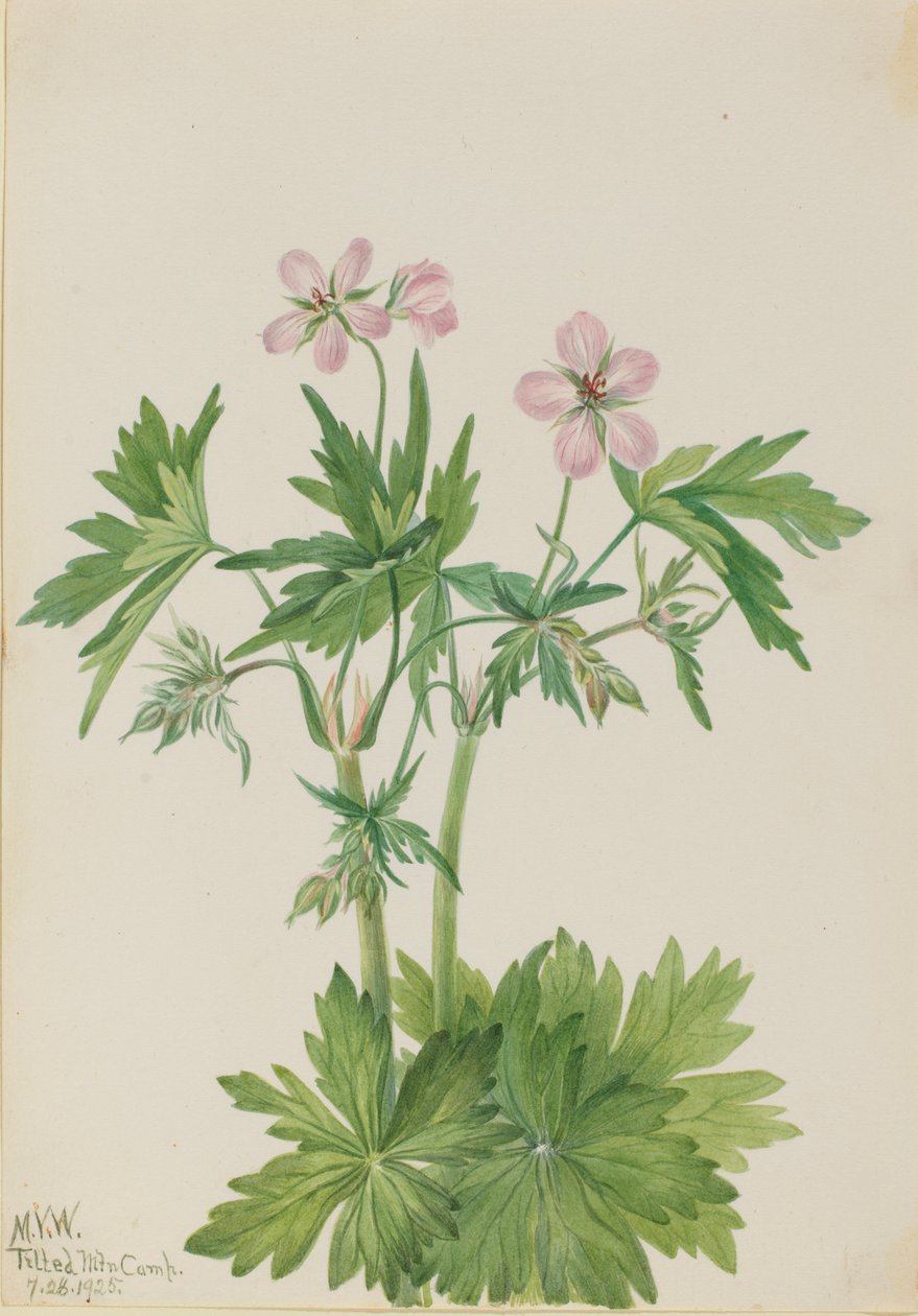 Gerânio viscoso (Geranium viscosissimum) de Mary Vaux Walcott
