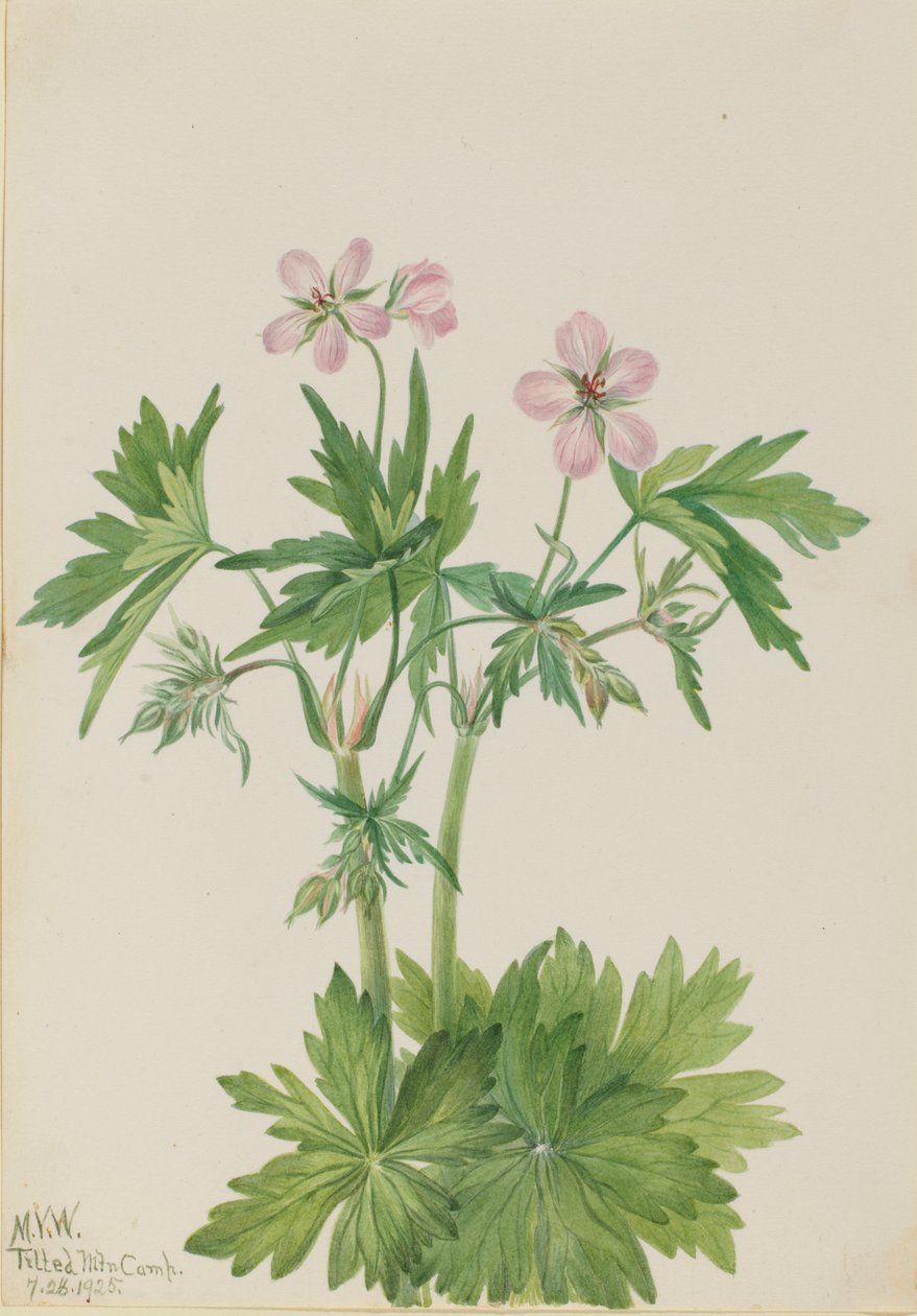 Western Cranesbill Geranium viscosissimum, 1925. de Mary Vaux Walcott