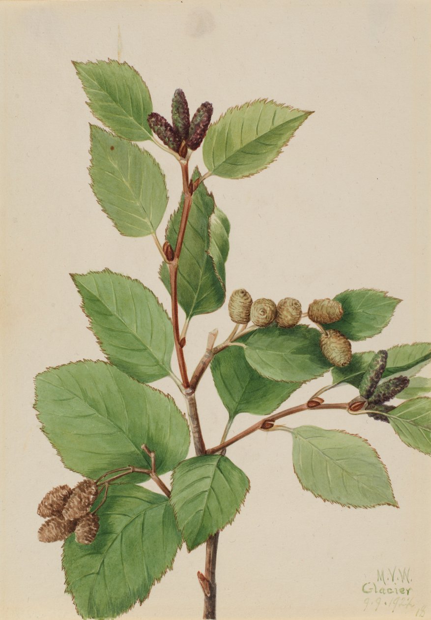 Amieiro verde ocidental (Alnus sinuata) de Mary Vaux Walcott