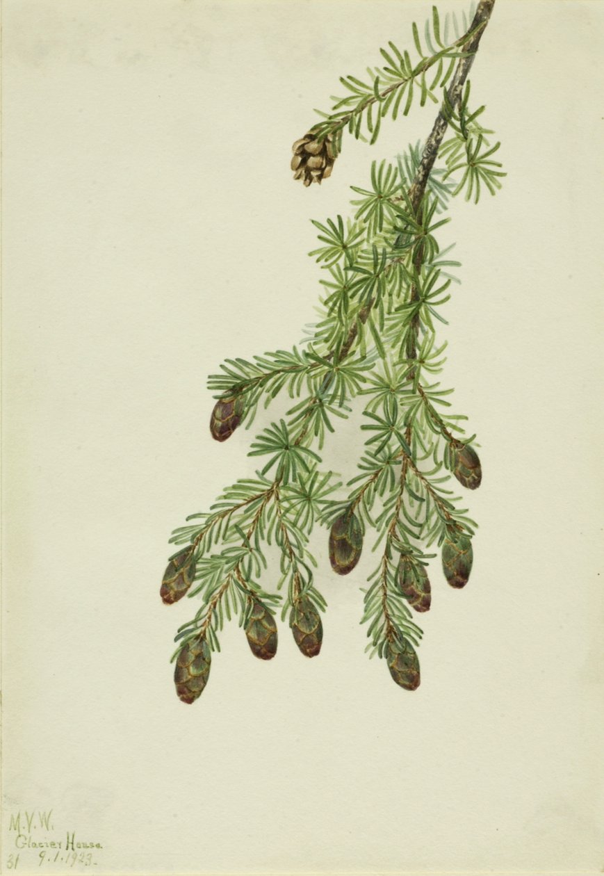 Western Hemlock Tsuga heterophylla, 1923. de Mary Vaux Walcott