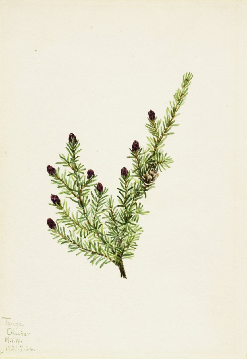 Western Hemlock Tsuga heterophylla, 1924. de Mary Vaux Walcott