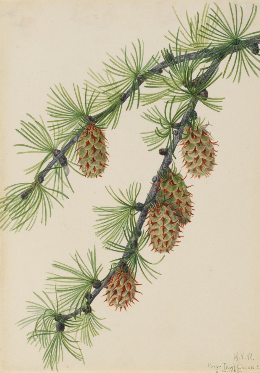 Larix ocidental Larix ocidental, 1923 de Mary Vaux Walcott