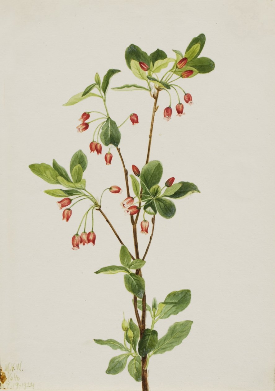 Menziesia ocidental (Menziesia glabella) de Mary Vaux Walcott