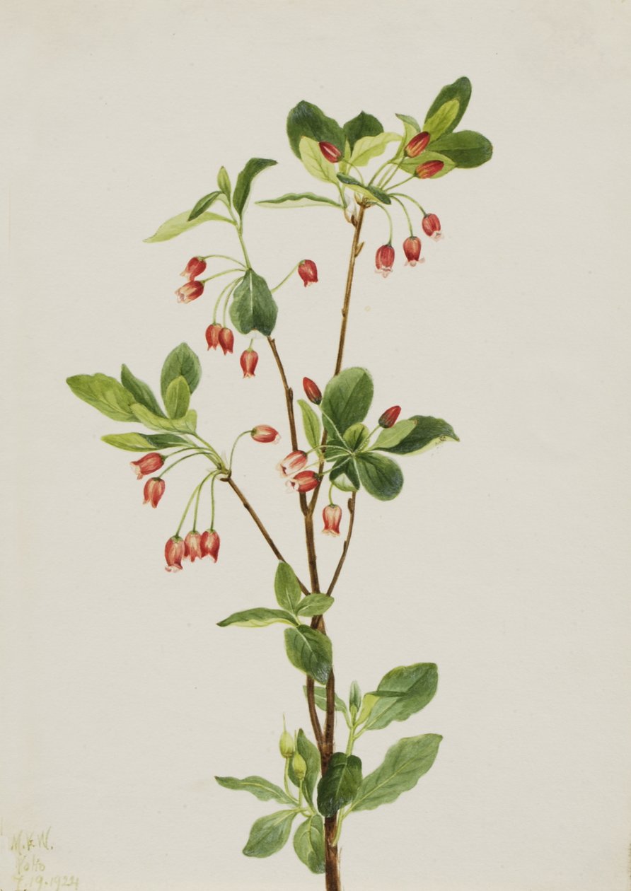 Western Menziesia Menziesia glabella, 1924. de Mary Vaux Walcott