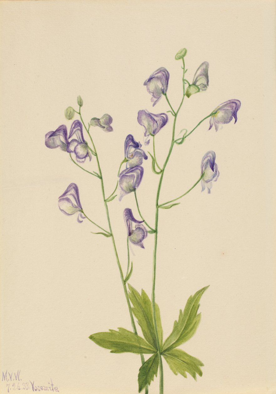 Monkshood Aconitum columbianum do Oeste, 1933. de Mary Vaux Walcott