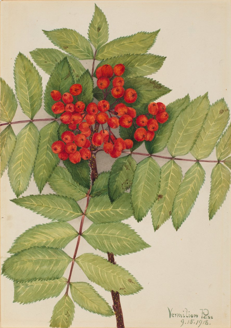 Freixo da montanha ocidental (Sorbus sambucifolia) de Mary Vaux Walcott