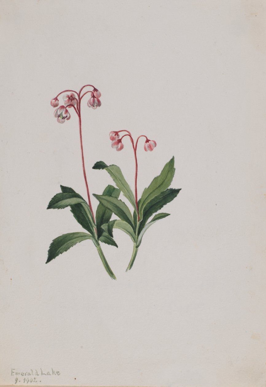 Pipsissewa ocidental (Chimaphila umbellata) de Mary Vaux Walcott