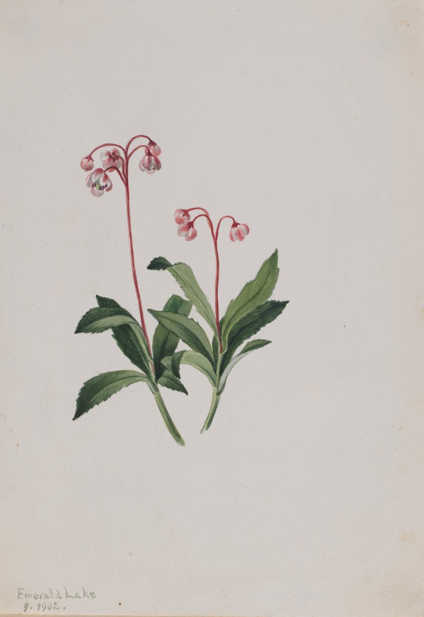 Western Pipsissewa Chimaphila umbellata, 1902. de Mary Vaux Walcott