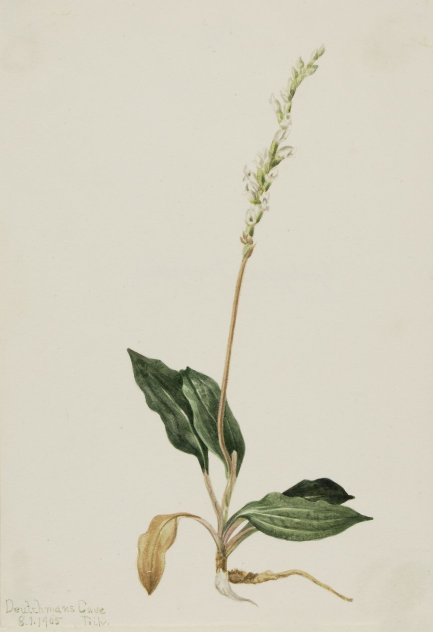 Planta de cascavel (Peranium decipiens) de Mary Vaux Walcott