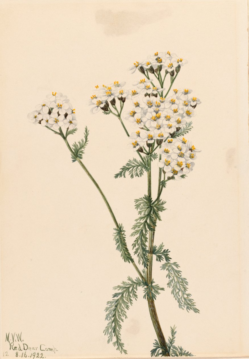 Western Yarrow Achillea lanulosa, 1922. de Mary Vaux Walcott