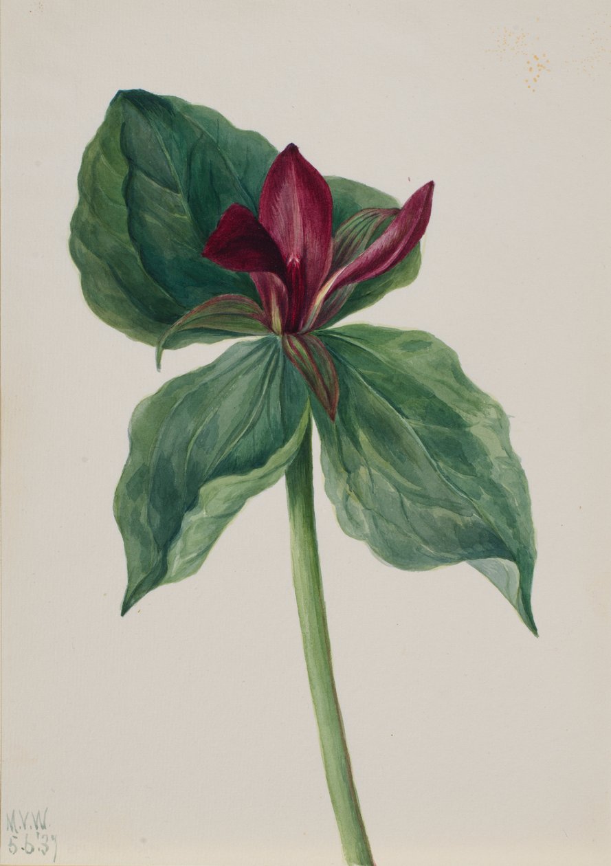 Flor de tordo (Trillium H.) de Mary Vaux Walcott