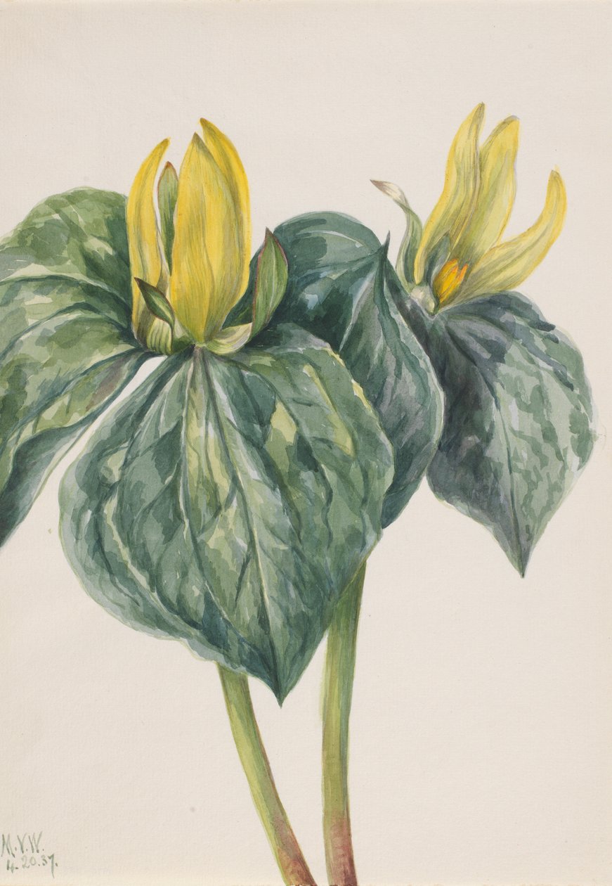 Whippoorwill Flower Trillium hugeri, 1937. de Mary Vaux Walcott