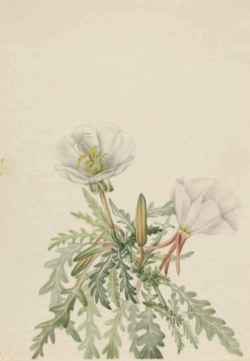 Dawnrose Pachyloplus marginatus branco, n.d. de Mary Vaux Walcott