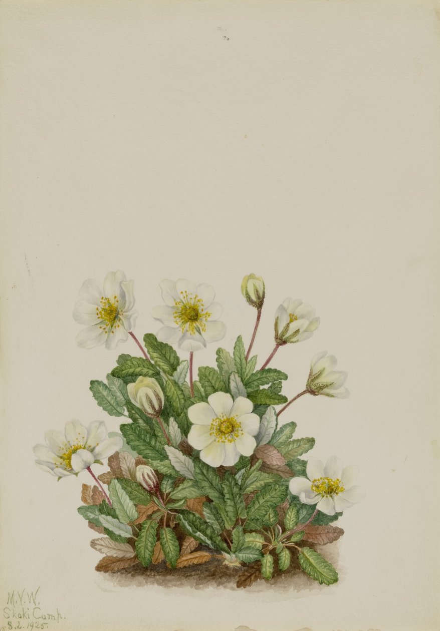 Dryad branco (Dryas octopetala) de Mary Vaux Walcott