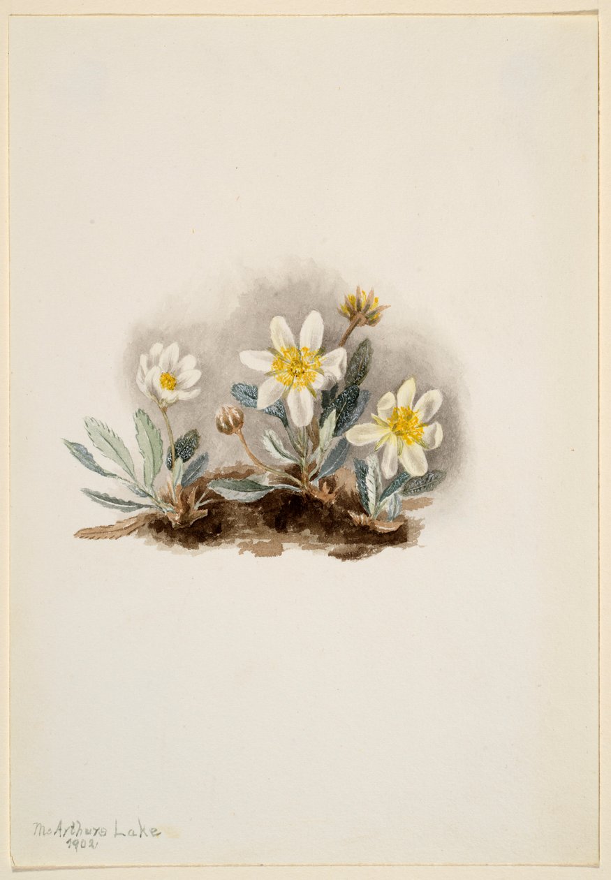 Dryad branco (Dryas octopetala) de Mary Vaux Walcott