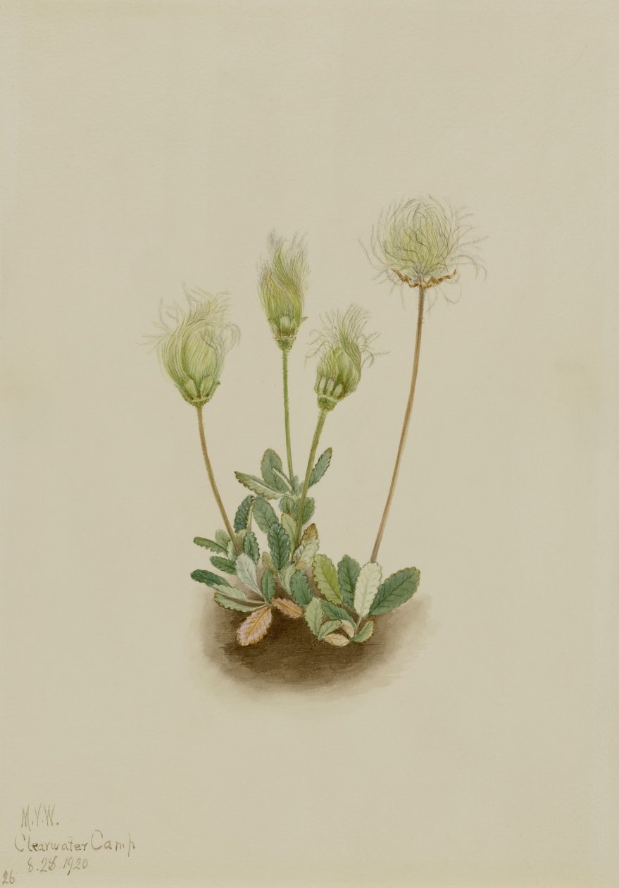 Dryad branco (Dryas octopetala) de Mary Vaux Walcott