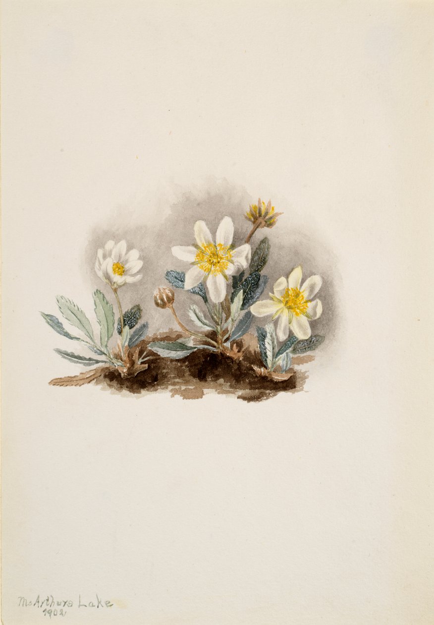 Dryad Dryas octopetala branco, 1902. de Mary Vaux Walcott