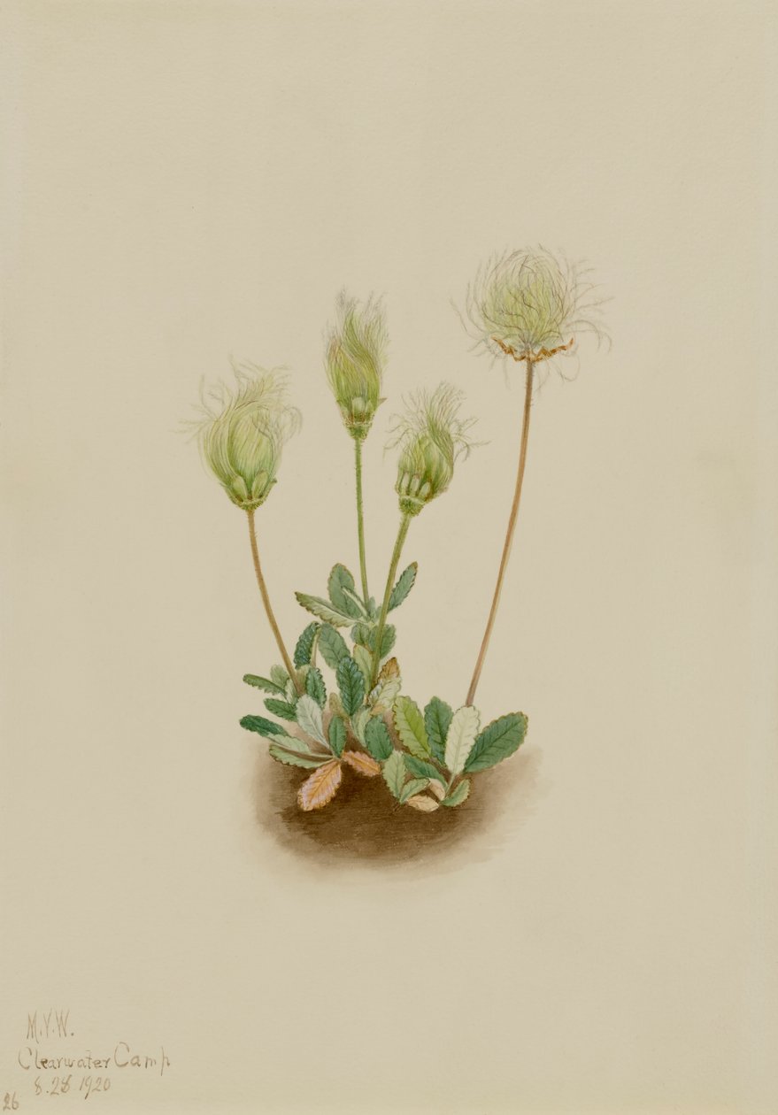 Dryad Dryas octopetala branco, 1920. de Mary Vaux Walcott