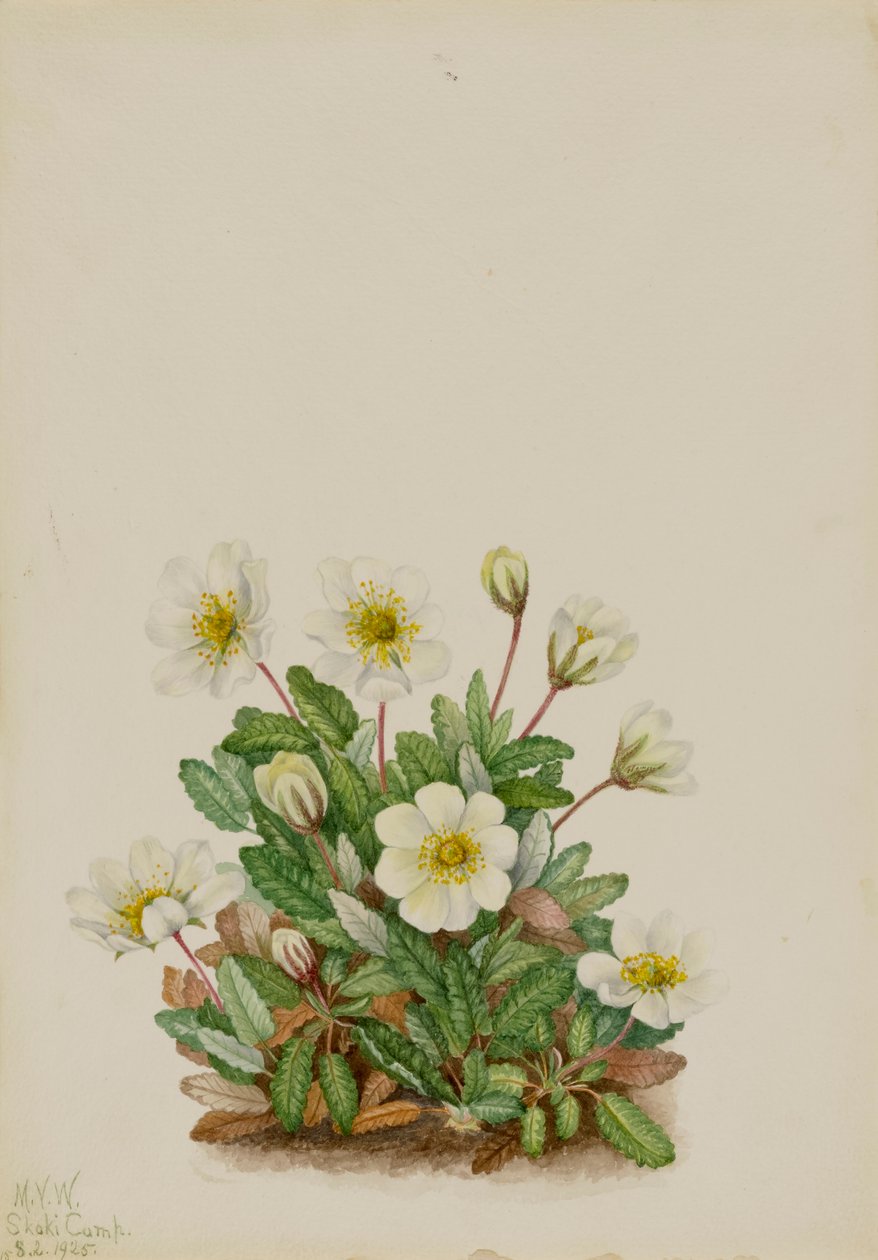 White Dryad Dryas octopetala, 1925. de Mary Vaux Walcott