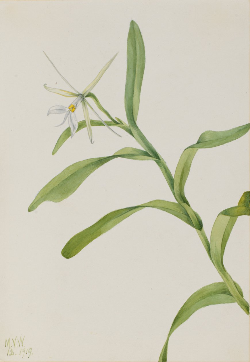 Epidendro branco (Epidendrum nocturnum) de Mary Vaux Walcott