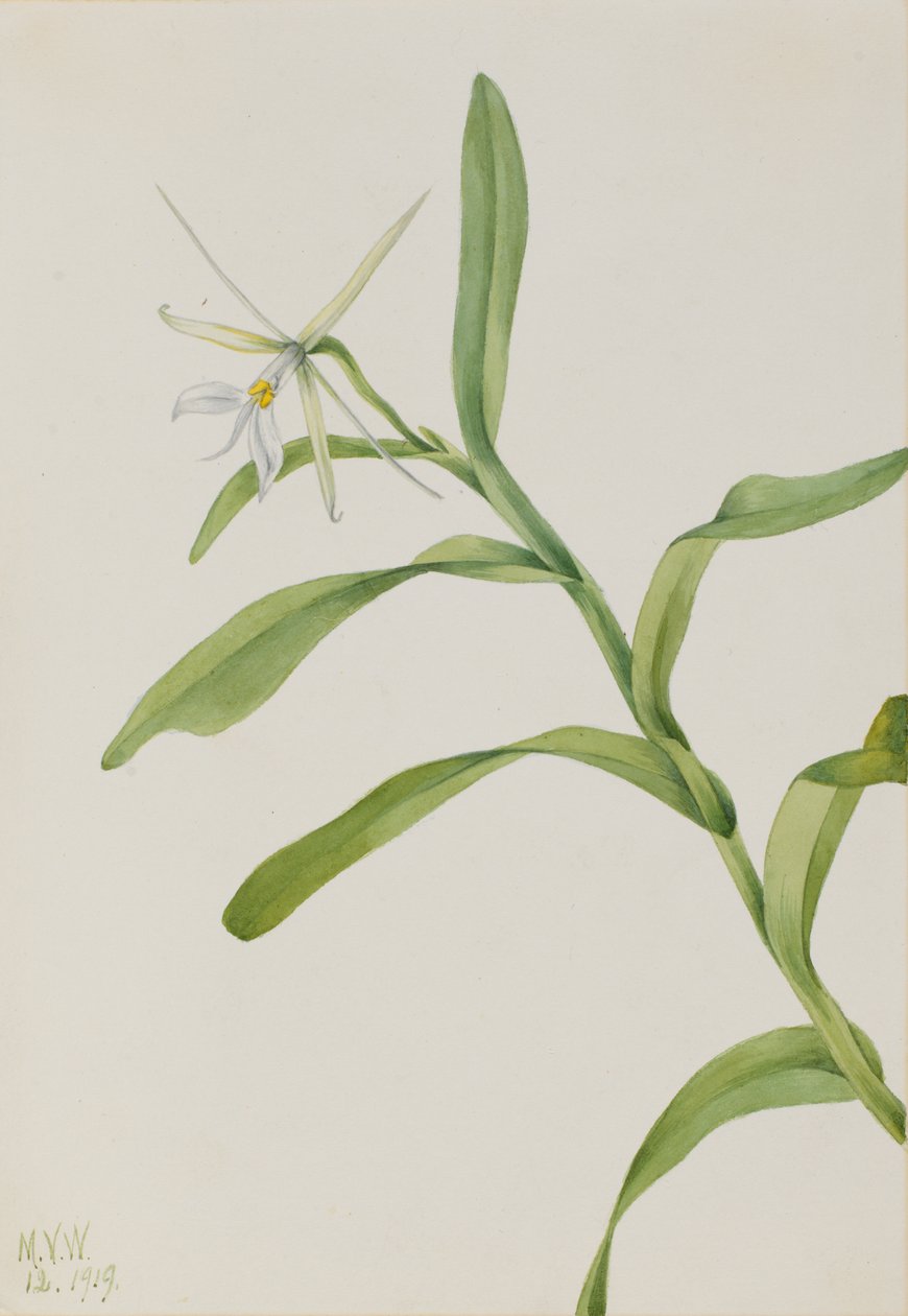 White Epidendrum Epidendrum nocturnum, 1919. de Mary Vaux Walcott