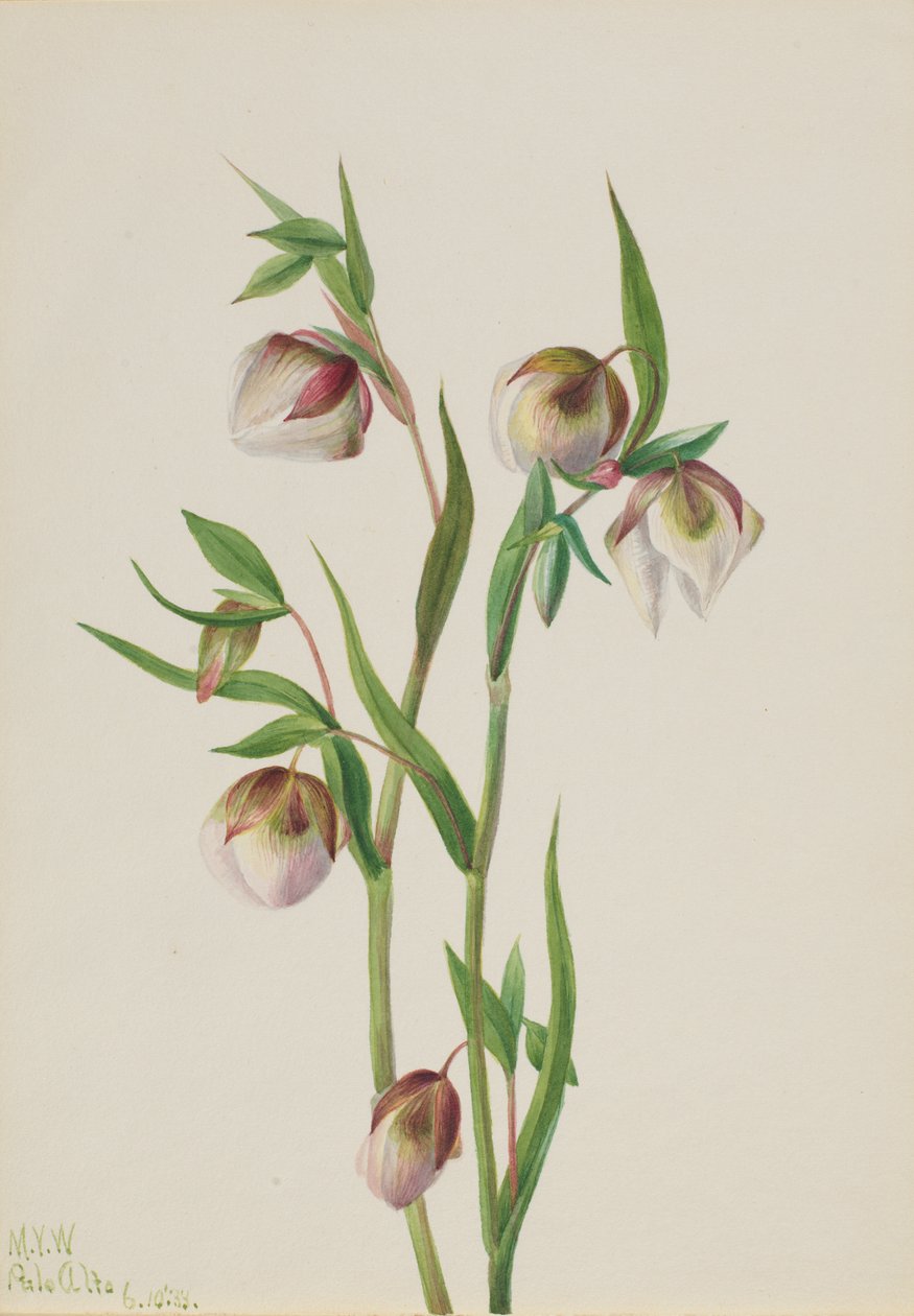 Lanterna das Fadas Brancas Calochortus albus, 1933. de Mary Vaux Walcott
