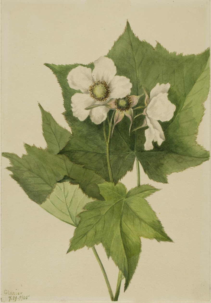 White Flowering Raspberry Rubus parviflorus, 1905. de Mary Vaux Walcott