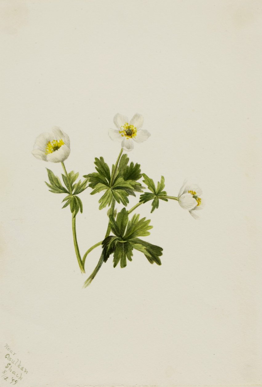Flor de Globo Branca (Trollius albiflorus) de Mary Vaux Walcott