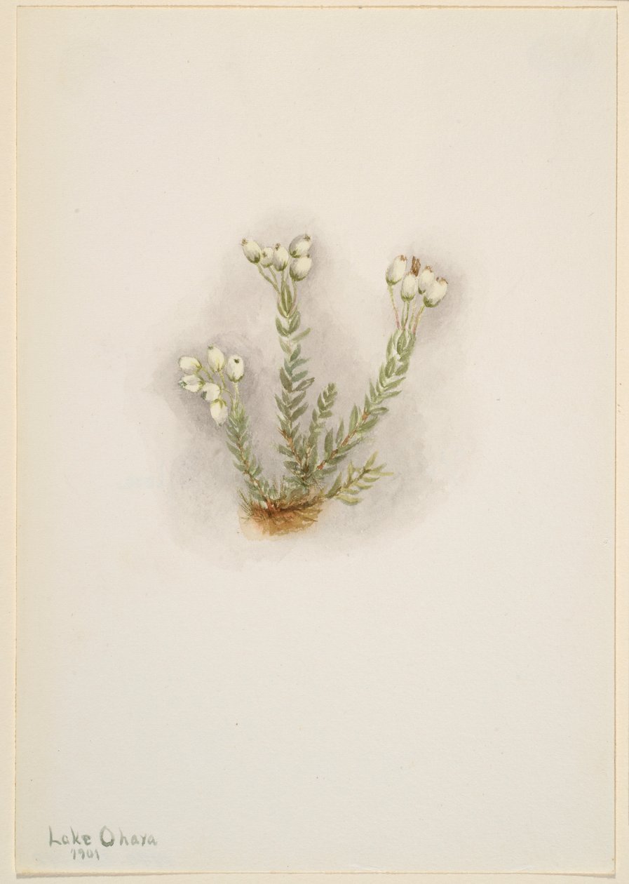 Urze branca (Phyllodoce grandiflora) de Mary Vaux Walcott
