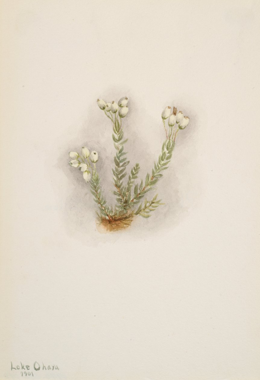 Urze Branca Phyllodoce grandiflora, 1901. de Mary Vaux Walcott