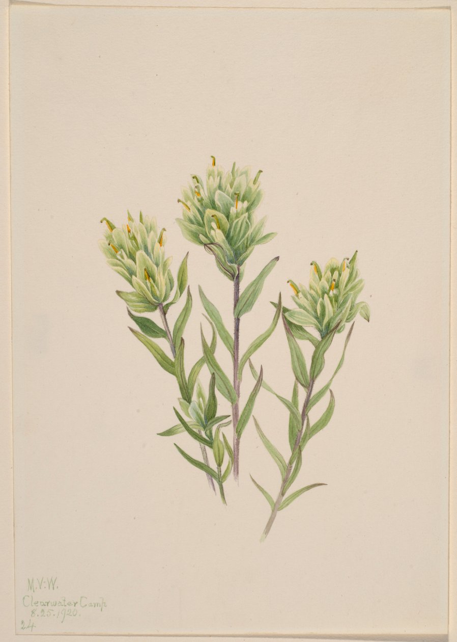 Pincel branco da Índia (Castilleja occidentalis) de Mary Vaux Walcott