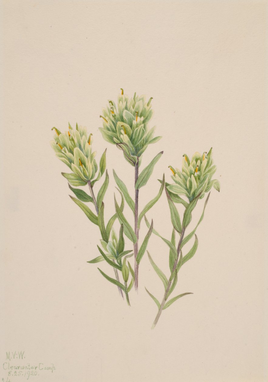 Pincel Branco Indiano Castilleja occidentalis, 1920. de Mary Vaux Walcott