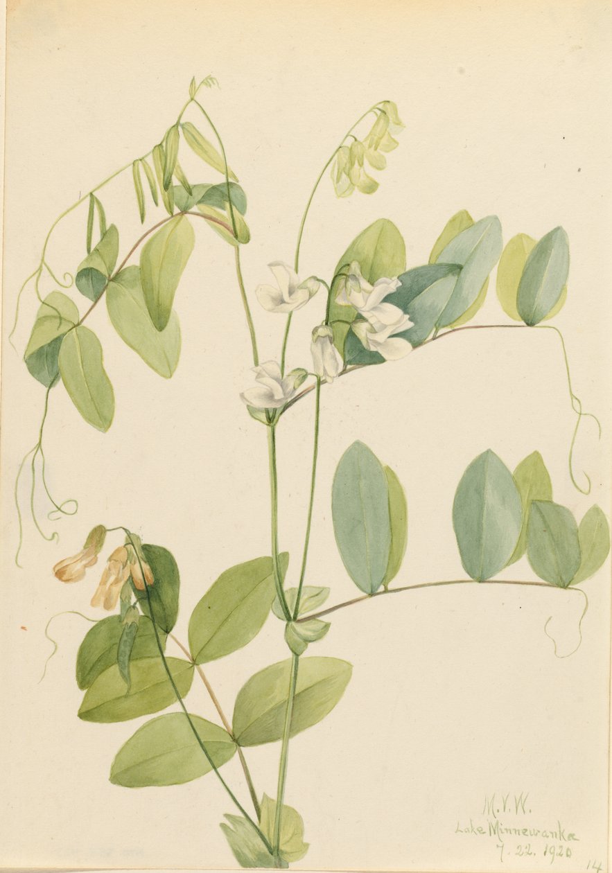 Ervilha branca (Lathyrus ochroleucus) de Mary Vaux Walcott