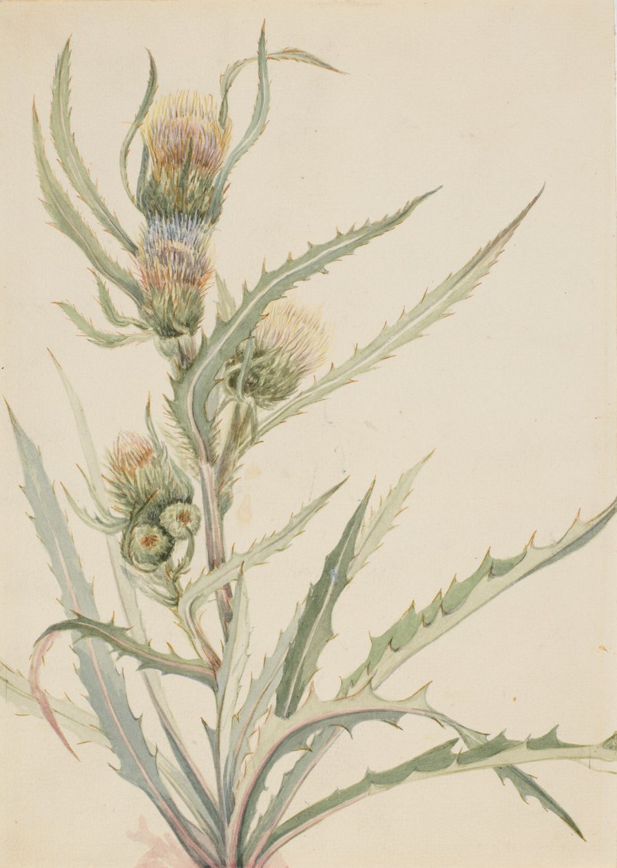 Cardo branco (Cirsium hookeranum) de Mary Vaux Walcott