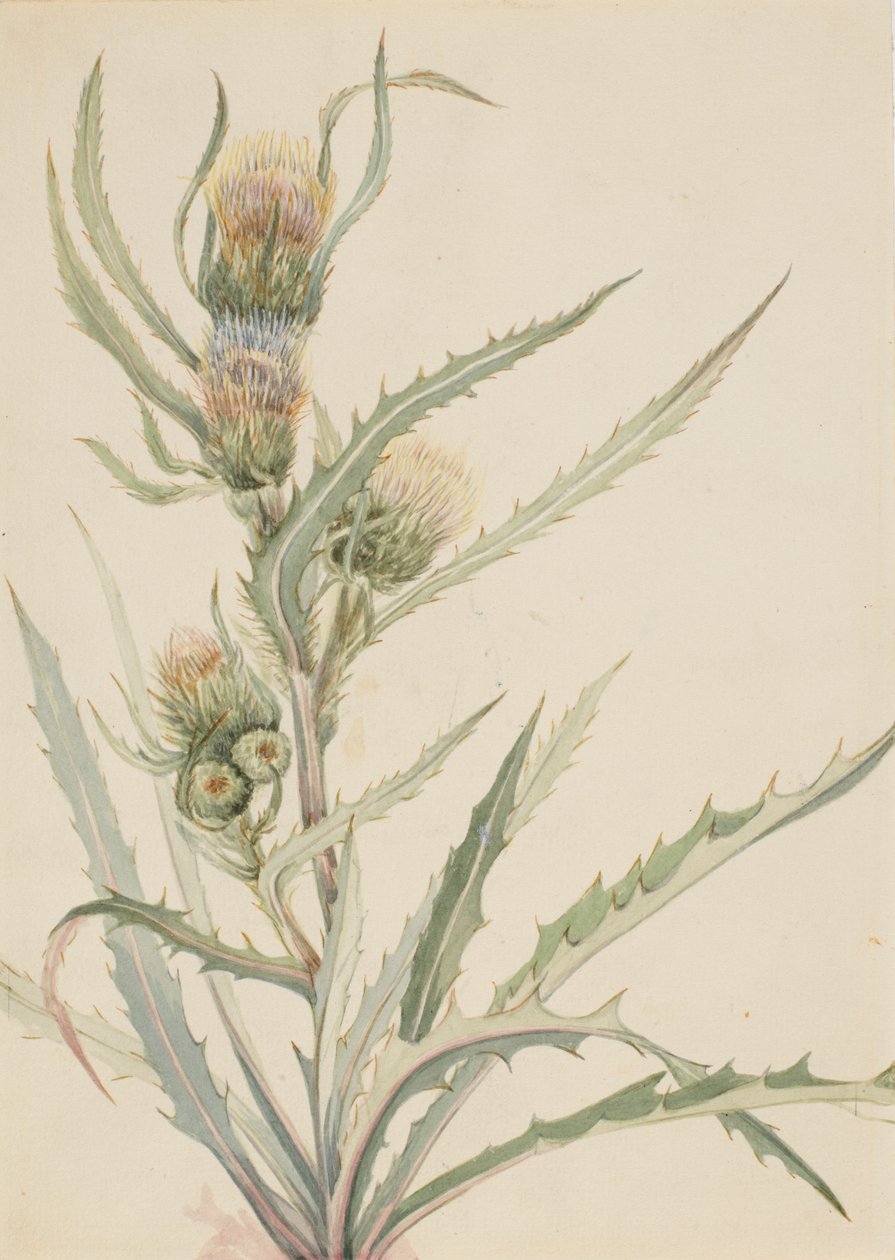 Cardo Branco Cirsium hookeranum, s.d. de Mary Vaux Walcott