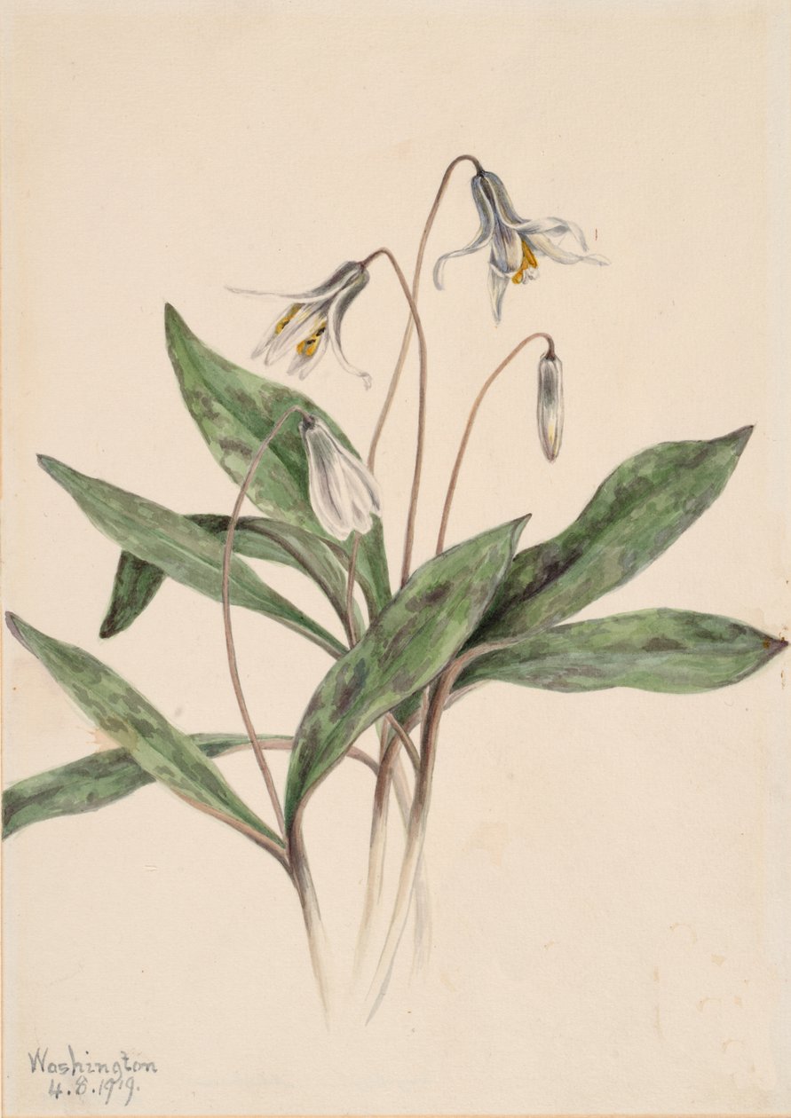 White Troutlily Erythronium albidum, 1919. de Mary Vaux Walcott