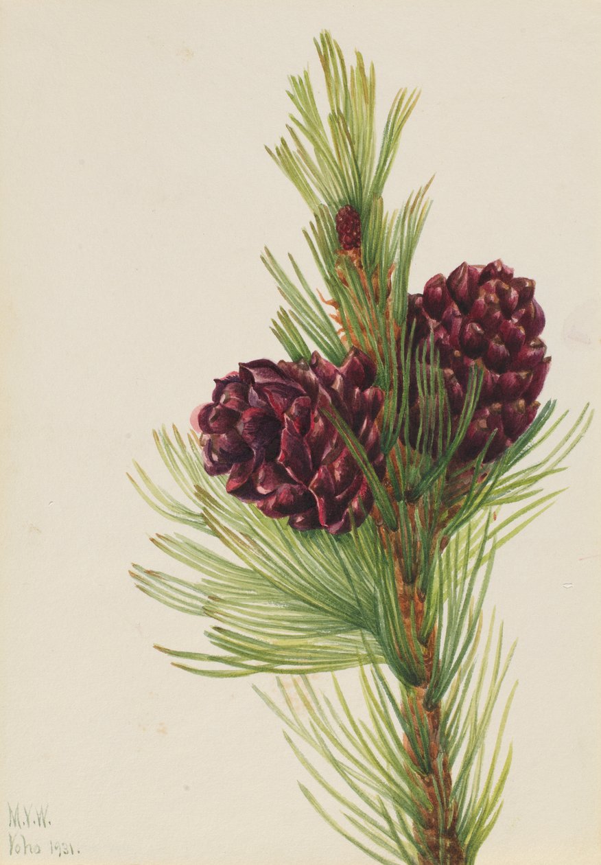 Pinheiro-branco (Pinus albicaulis) de Mary Vaux Walcott