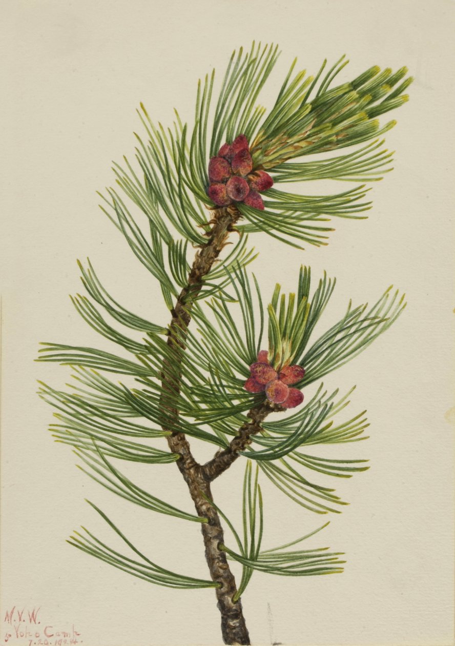 Whitebark Pine Pinus albicaulis, 1924. de Mary Vaux Walcott